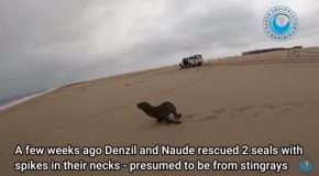 Shark Stuck In A Baby Seal’s Neck Gets Pulled Out