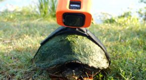 Strapping A GoPro On A Turtle!