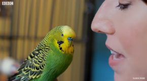 This Budgie Talks To It’s Owner To Stop Feeling Lonely!