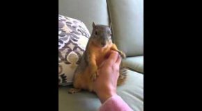 Tickling A Squirrel Until It Starts Laughing!