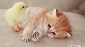 Very Cute Kitten And Chick Sleep Together!
