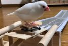 Watch This Cool Skateboarding Finch!