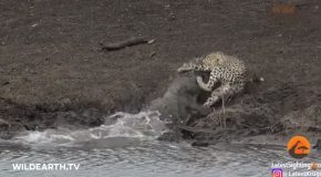 Young Cheetah Gets Caught By A Crocodile