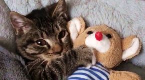 Catto Cannot Sleep Without Cuddling With It’s Favorite Stuffed Toy!