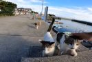 Getting Swarmed By Cats In Cat Island