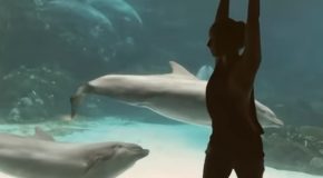 Girl Doing Gymnastics In Front Of Dolphins Makes Them Laugh!