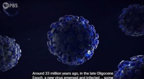 Scared Of Coronavirus? This Outbreak Lasted For 15 Million Years!