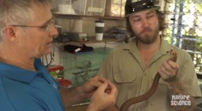 What Makes Australian Snakes As Venomous As They Are!