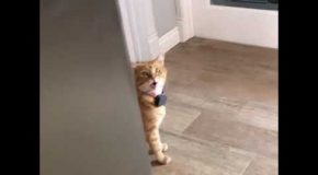 Cat Literally Says “Well Hi!”