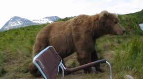 Bear Sits Beside Guy Sitting On A Chair!