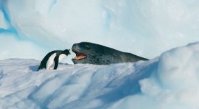 Penguin’s Life Or Death Situation Against Leopard Seal!