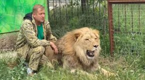 Russian Man Shoos Away Lions Like They Are Tiny Cats!