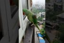 Talking Parrot Calls Mom, Knocks On The Window!