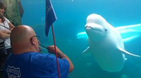 Violin Music Totally Intrigued This Beluga Whale!
