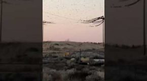 Hordes Of Birds On Power Lines Cause Huge Explosion!