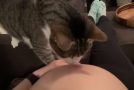The Moment This Cat Realized That Their Owner Is Pregnant!