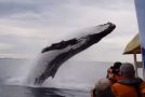 Whale Makes A Sudden Appearance During A Sight Seeing Tour!