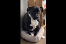 Cat Steals Dog’s Bed, Dog Admits Defeat!