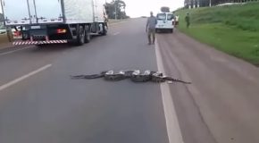 Absolutely Enormous Anaconda Crossing The Road Causes Traffic To Stop