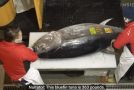 Looking Into How A Massive 600 Pound Bluefin Tuna Sells For $3million!