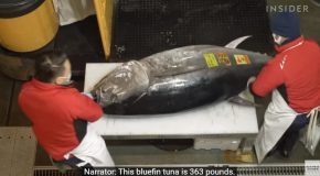 Looking Into How A Massive 600 Pound Bluefin Tuna Sells For $3million!