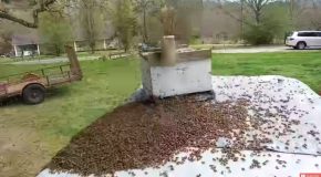 Man Rescues Bees Without Any Protection!