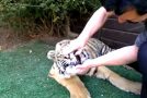 Pulling Out A Young Tiger’s Loose Tooth!