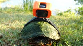 Strapping A GoPro On A Turtle’s Back!