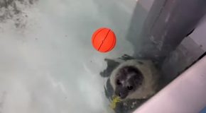 Baby Seal Gets A Big Pond To Swim In!