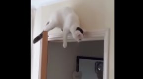 Cat Tries To Silently Ambush From On Top Of Door, Discovers Gravity!