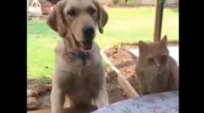 Cat Tries To Steal Dog’s Treat, Immediately Regrets In Pain!