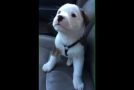 Little Puppy Gets Annoyed By It’s Own Hiccups!