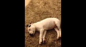 Sleeping Dog Gets Scared By It’s Own Fart!