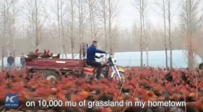 The Chinese Farmer And His 70,000 Chickens Who Became Online Celebs!