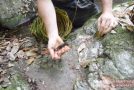 Using Primitive Technology To Catch Freshwater Shrimps!