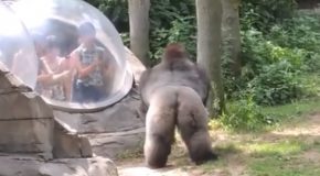 Angry Gorilla Bangs On The Viewing Bubble!