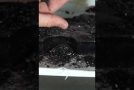 Crushing A Ball Of Black Obsidian