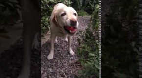 Healthy Eating Dogs Picks And Eats A Tomato!