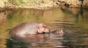 Pablo Escobar’s Hippos Pose A Huge Threat To The Environment!
