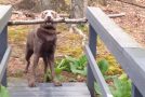 Smart Dog Finally Manages To Get Around The Problem!