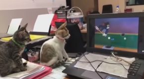 Two Kittens Watch Some Tom & Jerry!