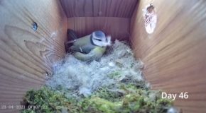 Bird Creates Nest And Lays Egg Within 8 Mins!