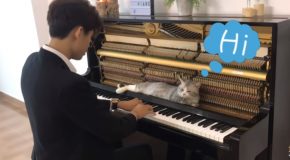 Cat Gets A Massage While Sleeping On The Piano As It Gets Played!