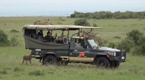 Cheetah Hops On To A Safari Vehicle!