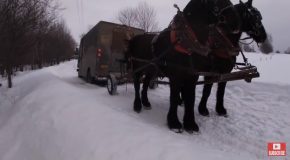Extremely Strong Draft Horse Pull A UPS Truck Out Of A Snow Bank!