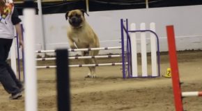 Mastiff At The Dog Agility Show Is Every Lazy Person’s Spirit Animal!