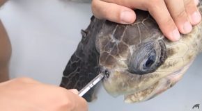 Poor Turtle With Plastic Straw In It’s Nose Gets Rescued!