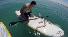 Surfers Get Attacked By A Massive Squid, Are Totally Chill About It!