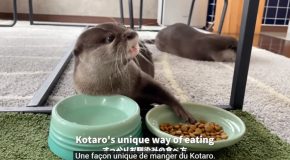 Two Otters And Their Two Different Table Manners