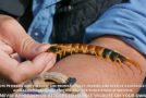 What’s It Like To Get Bitten By A Giant Desert Centipede?